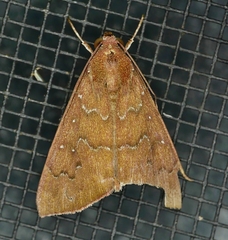 Anomis illita
