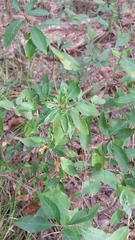 Ditrysinia fruticosa