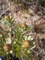Leucadendron loranthifolium