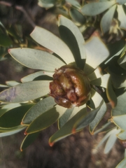 Leucadendron loranthifolium