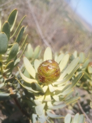 Leucadendron loranthifolium