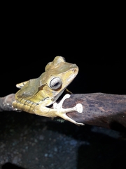 Polypedates otilophus