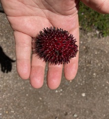 Nephelium ramboutan-ake, photograph (c) tlaloc27, some rights reserved (CC BY)