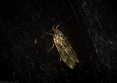Barea phaulobrya