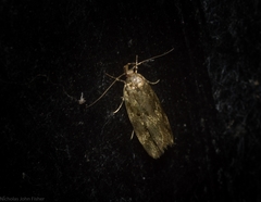Barea phaulobrya