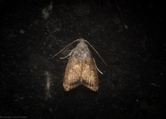 Aeolothapsa xantholoma