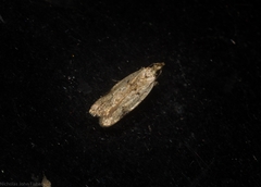 Atheropla nigricincta