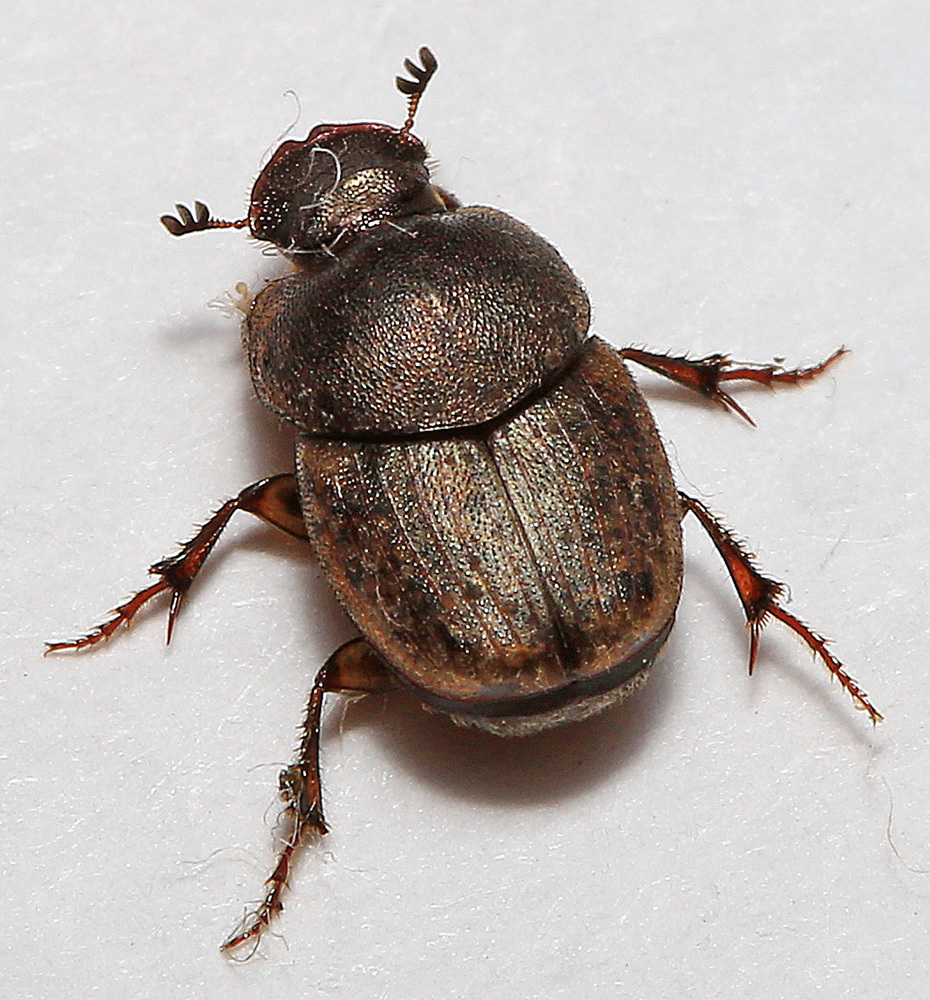 Caccobius sordidus