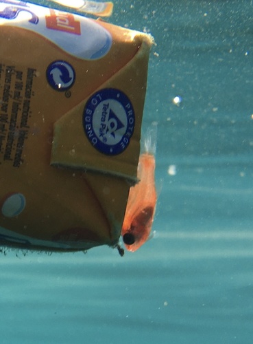 Photo of Cardinal fish (Apogon imberbis)