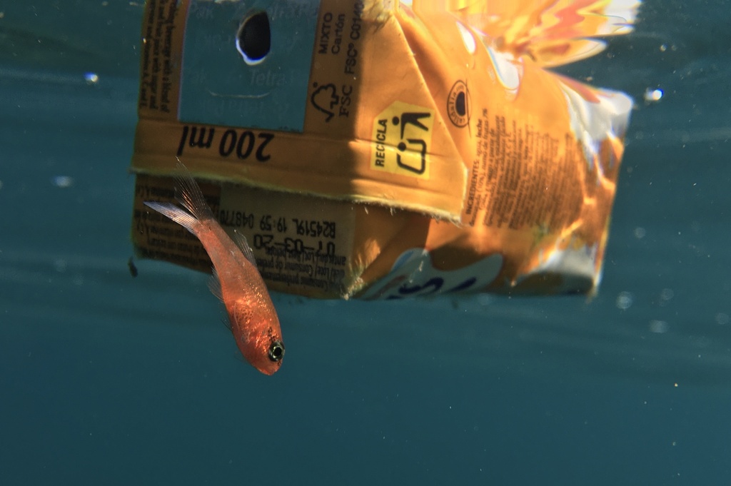 Photo of Cardinal fish (Apogon imberbis)