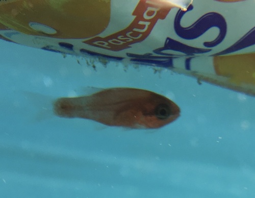 Photo of Cardinal fish (Apogon imberbis)