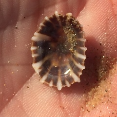 Siphonaria denticulata