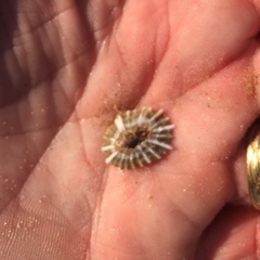 Siphonaria denticulata