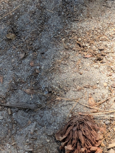 iNaturalist observation photo of Common Sagebrush Lizard