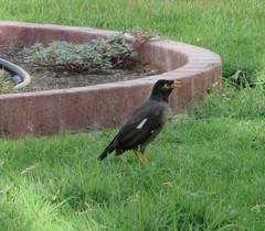 Acridotheres tristis