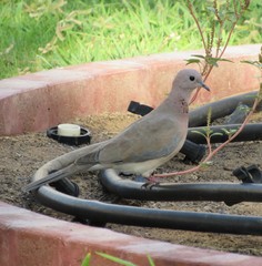 Streptopelia senegalensis