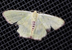 Metallochlora lineata