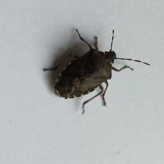 Rhaphigaster nebulosa