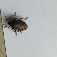 Rhaphigaster nebulosa