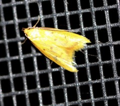 Aeolothapsa malacella