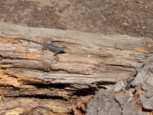 iNaturalist observation photo of Spiny Lizards