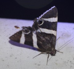 Grammodes ocellata