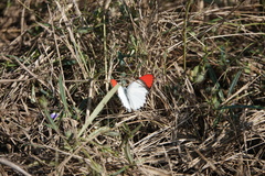 Colotis danae eupompe