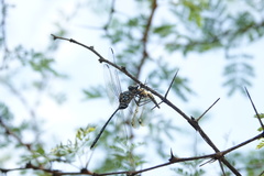 Palpopleura deceptor