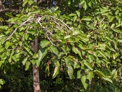 Neolamarckia cadamba