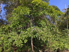 Neolamarckia cadamba