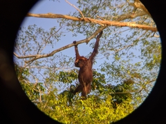 Pongo pygmaeus morio