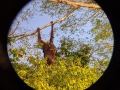 Pongo pygmaeus morio