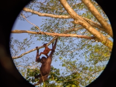 Pongo pygmaeus morio