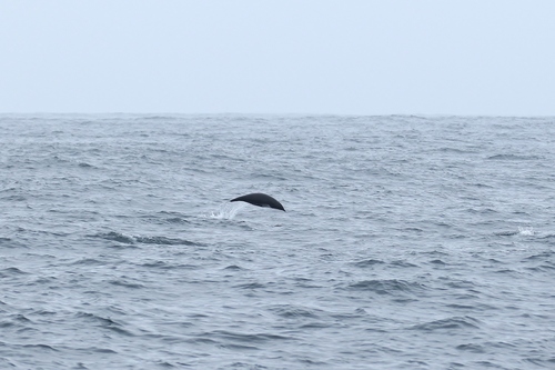 Northern Right Whale Dolphin