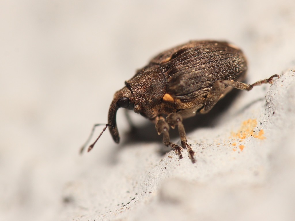 Stenocarus ruficornis