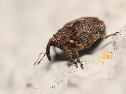 Stenocarus ruficornis