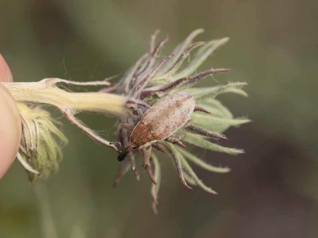Larinus idoneus
