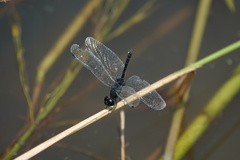 Diplacodes lefebvrii