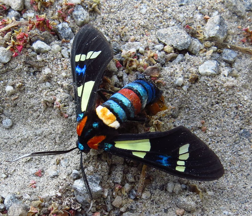 Splendorous Hornet Handmaiden Moth