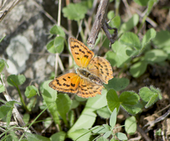 Lycaena ottomanus