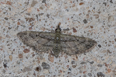 Eupithecia longidens