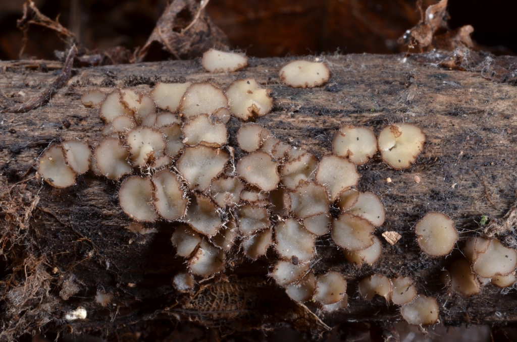 Trichophaeopsis