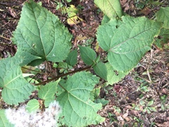 Ageratina roanensis