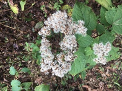 Ageratina roanensis