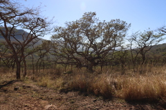 Ficus glumosa, photograph (c) Tony Rebelo, some rights reserved (CC BY-SA)