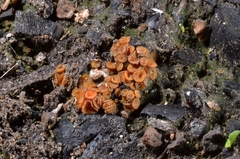 Anthracobia macrocystis