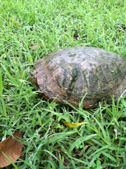 Trachemys scripta elegans