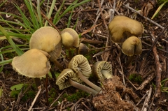 Mycena chlorantha