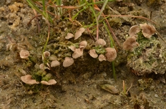 Arrhenia spathulata