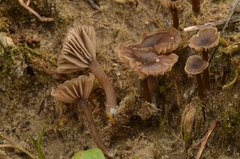 Arrhenia baeospora